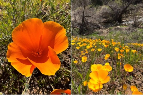 Get To Know The California Poppy! 