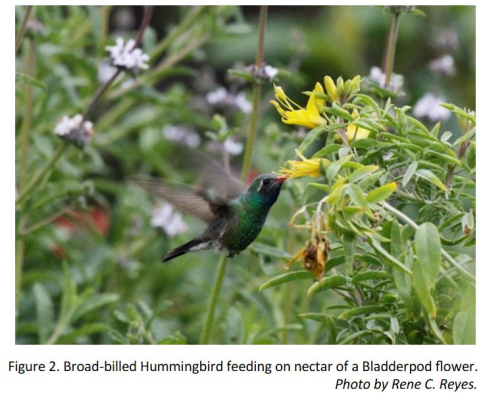 First San Joaquin County Record of a Broad-billed Hummingbird