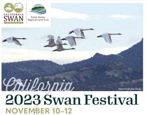 California Swan Festival