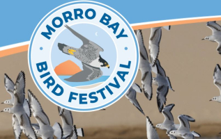 Morro Bay Bird Festival