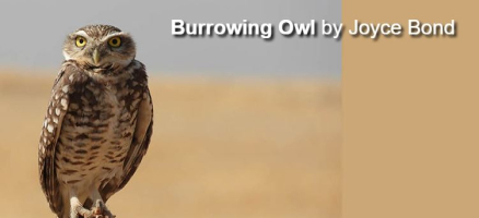 Snow Goose Festival Of The Pacific Flyway