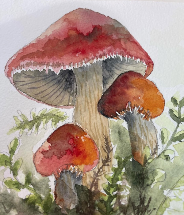 Watercolor Mushrooms At The Carnegie