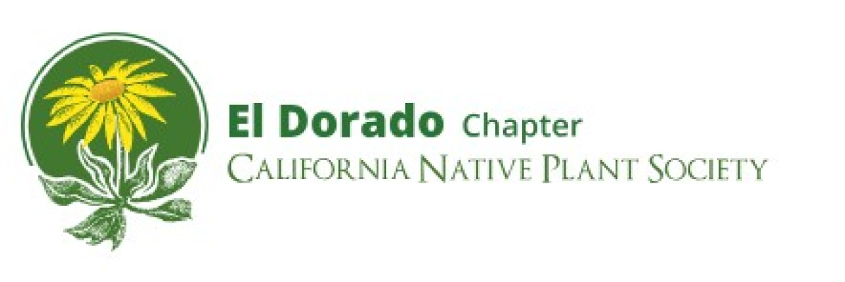Art Of Native Plants
