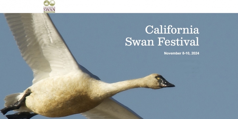 California Swan Festival