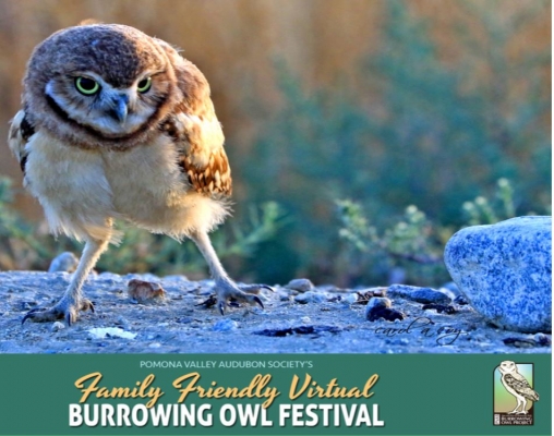 Family Friendly Virtual Burrowing Owl Festival
