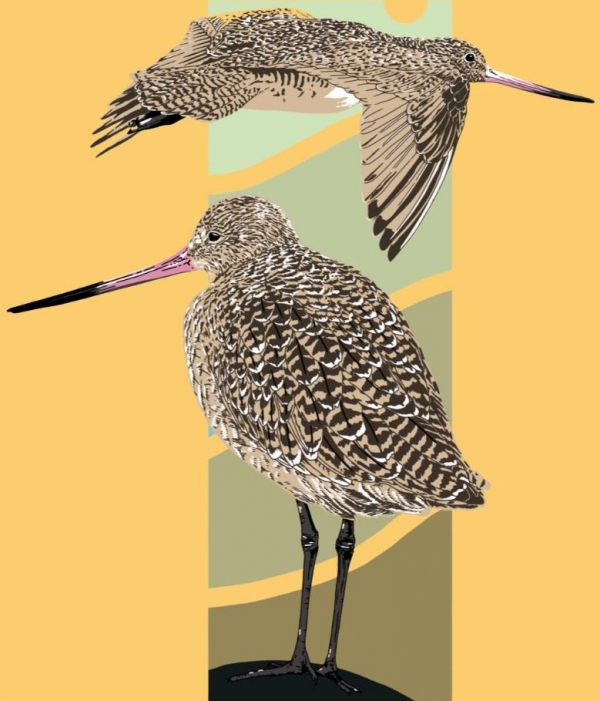 Godwit Days Spring Migration Bird Festival