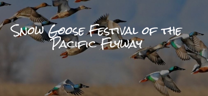 Snow Goose Festival Of The Pacific Flyway