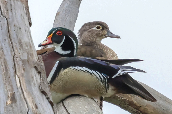Whelan Lake Bird Sanctuary Walk