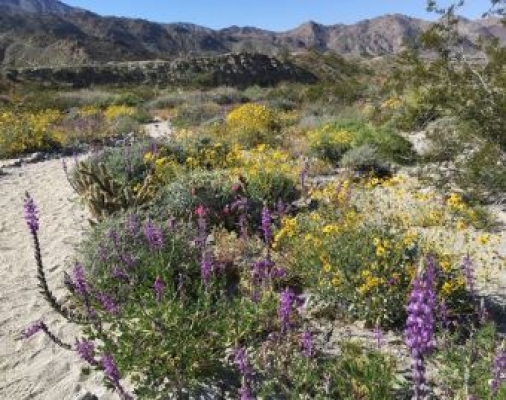 Wildflower Nature Walks — Friends Of The Desert Mountains