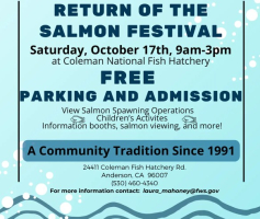Return Of The Salmon Festival