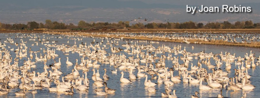 Snow Goose Festival Of The Pacific Flyway