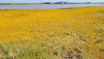 Wildflower & Critter Walk