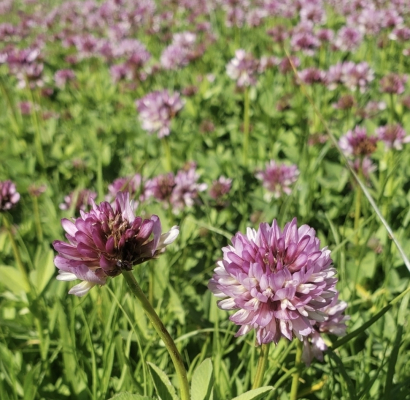 Crazy Over Clovers: The Trifolium Diversity Of Nevada And Placer Countie